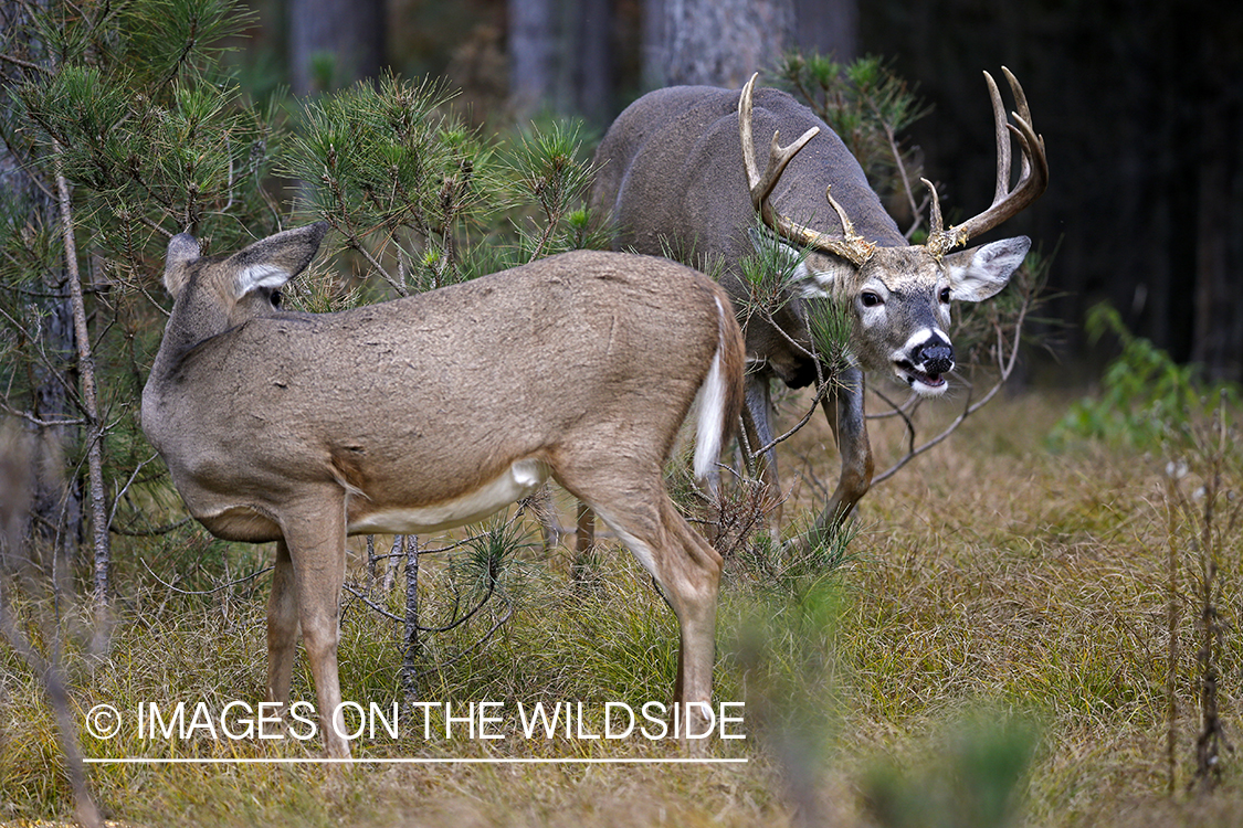 White-tailed buck chasing doe.