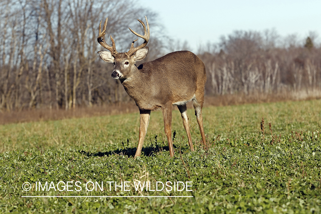 White-tailed buck in food plot.