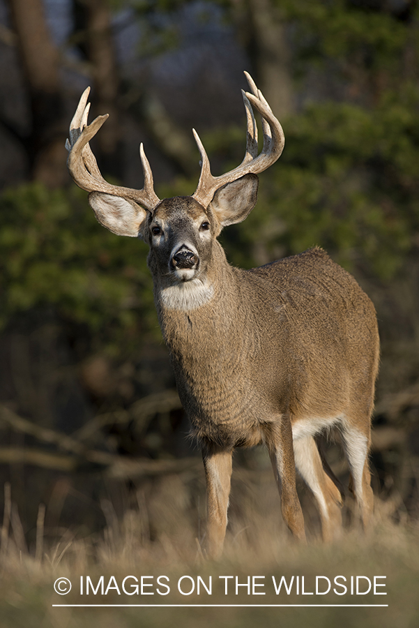 Whitetailed buck in habitat.