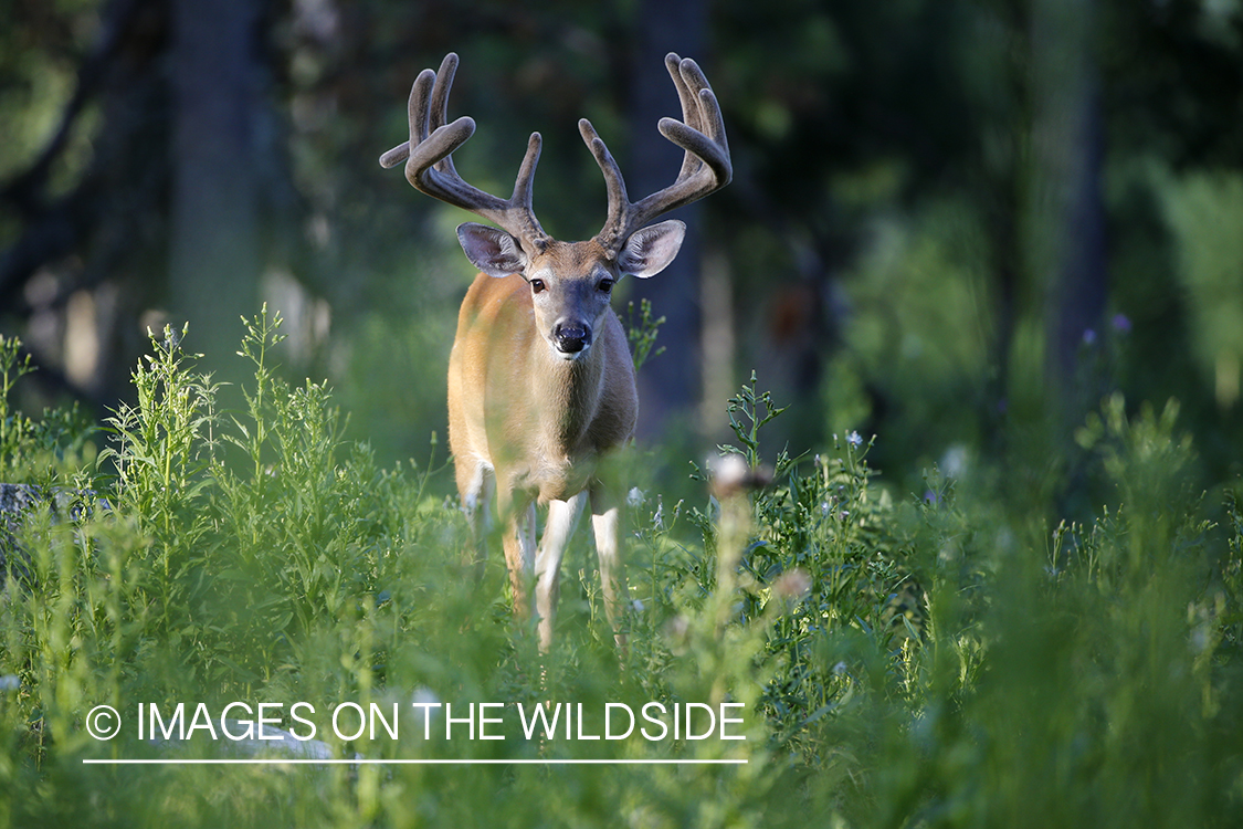 White-tailed buck in velvet.