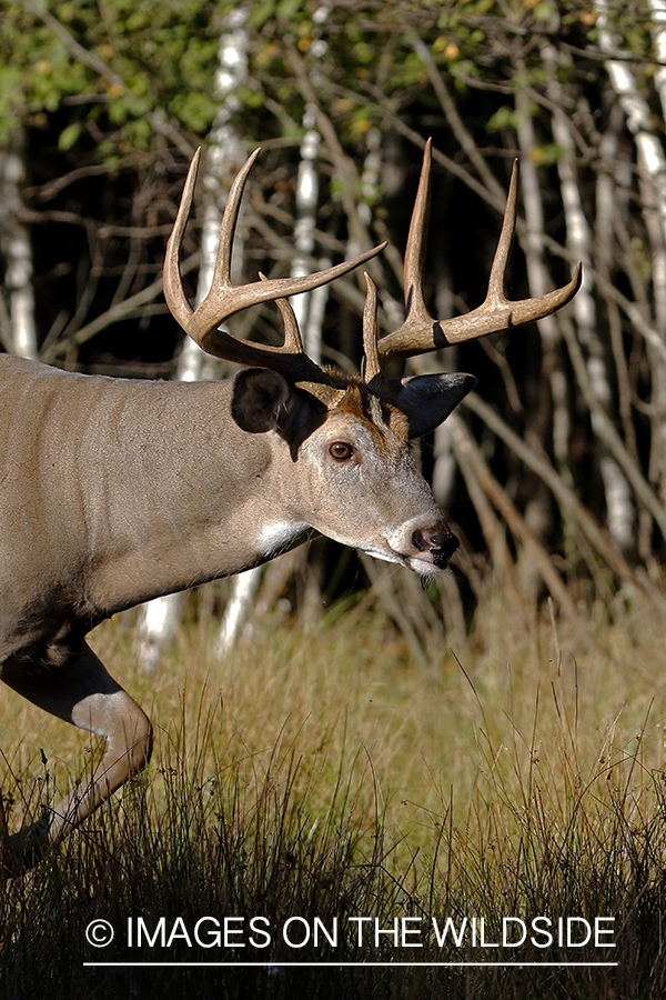 White-tailed buck in field.