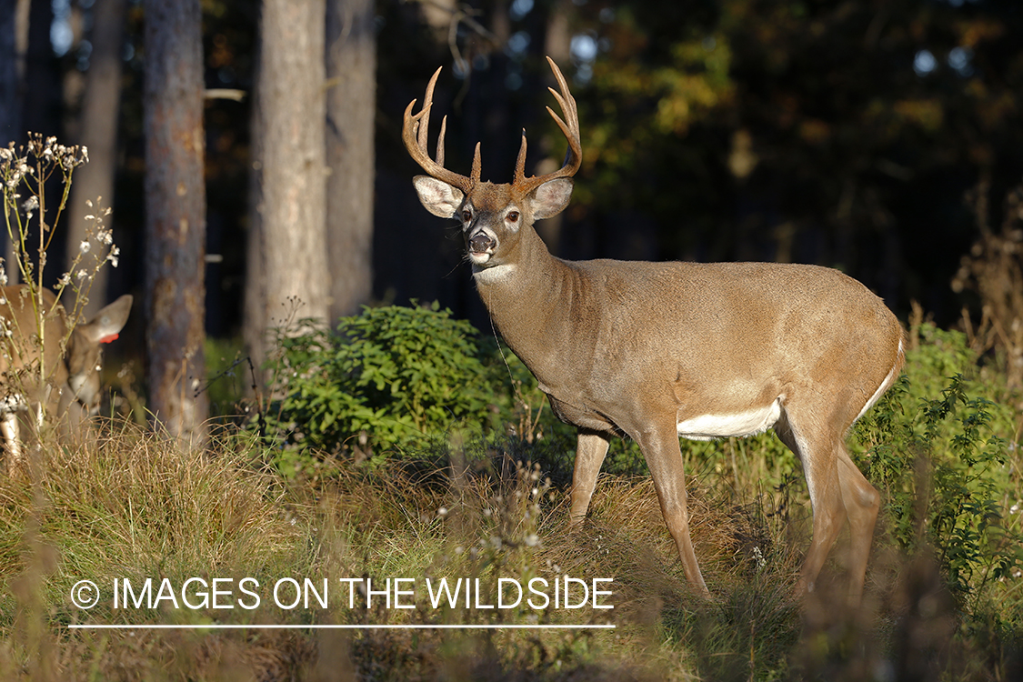 White-tailed buck in field.