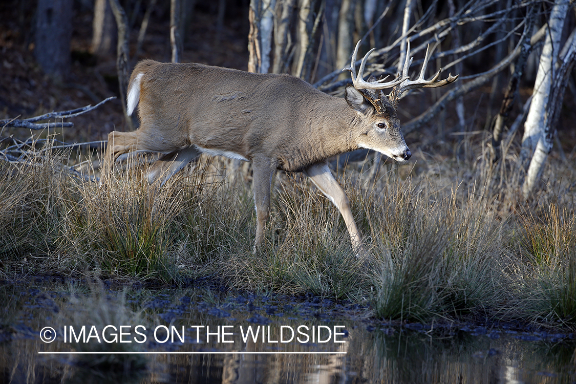 White-tailed buck by water with reflection.