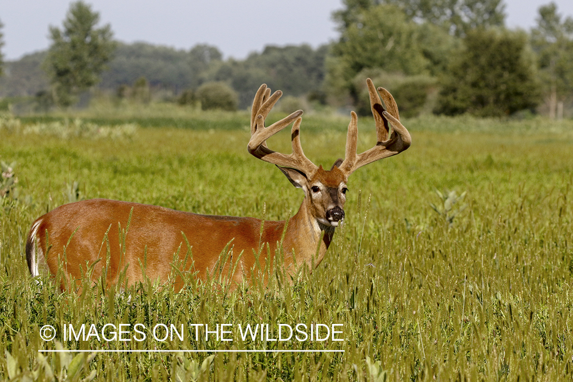 White-tailed buck in Velvet.