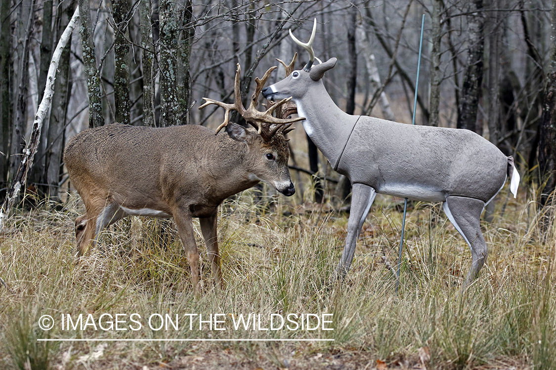 White-tailed buck confronting deer decoy.