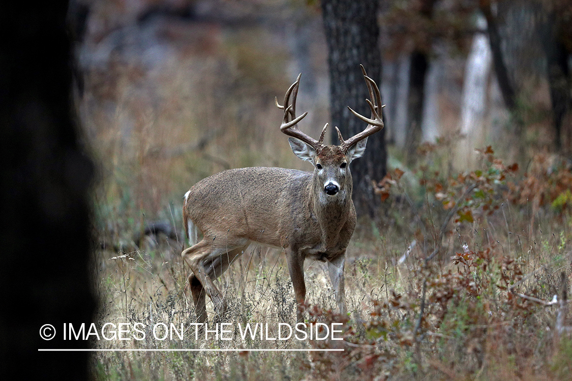 White-tailed buck in field.