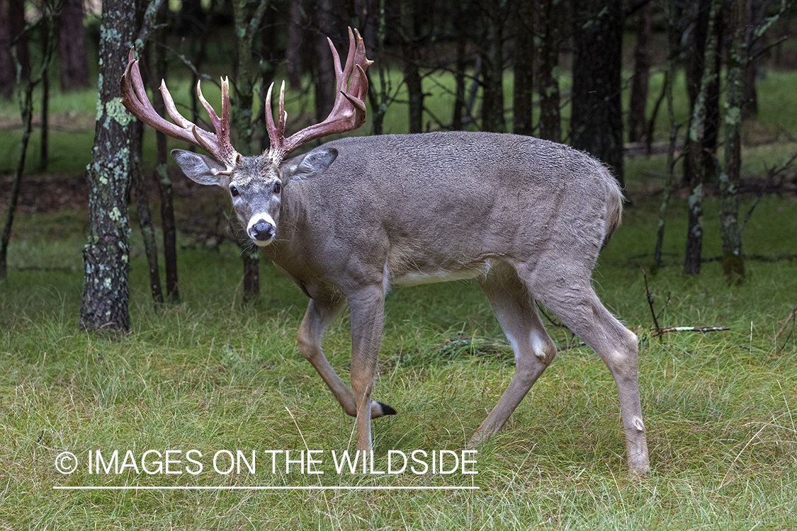 White-tailed buck in the Rut.