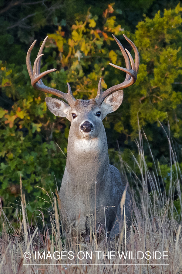 White-tailed buck in field.