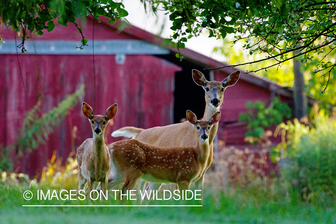 White-tailed doe with fawns.