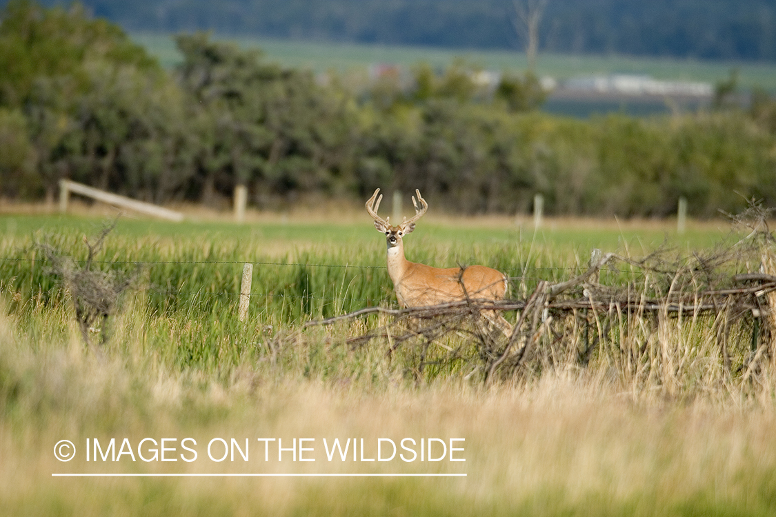 Whitetail deer buck in velvet.