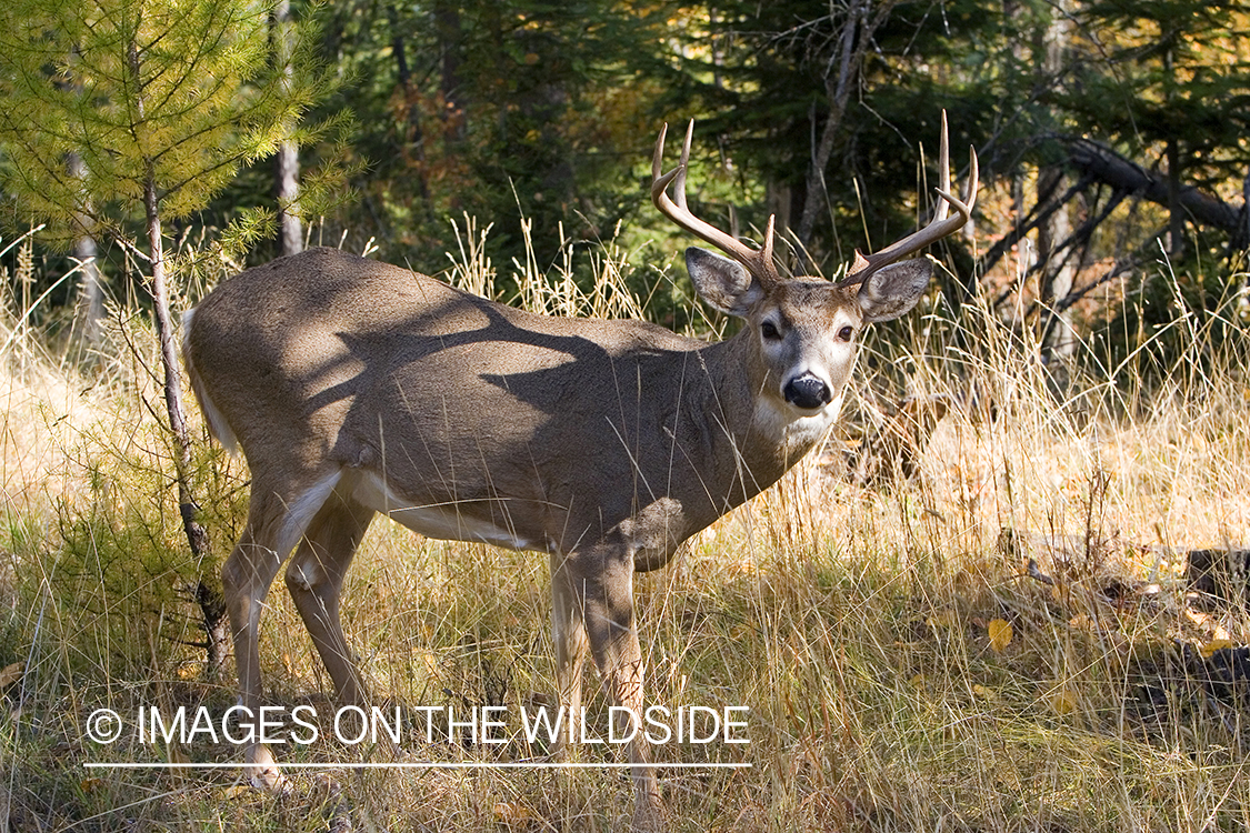 White-tailed deer in habitat