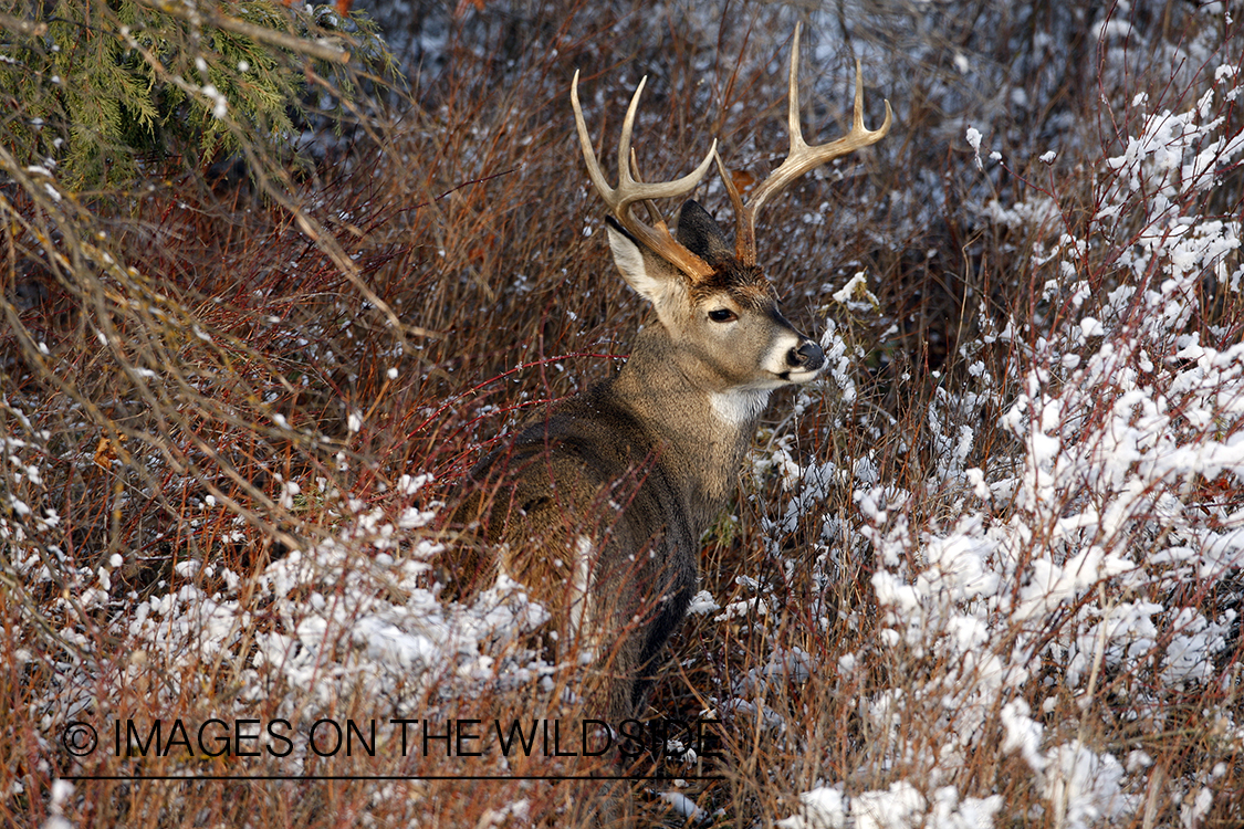 White-tailed deer in habitat