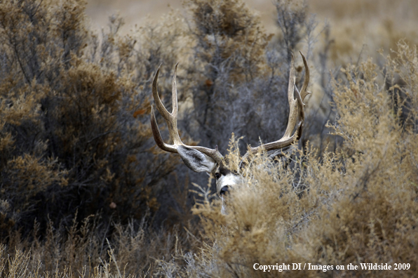 Mule Deer Species