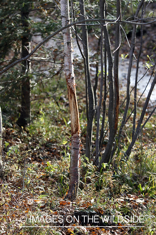 Deer rub in forest. 