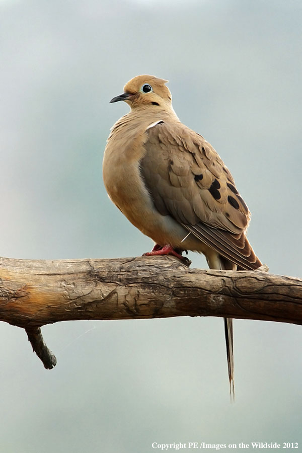 Mourning Dove on branch.