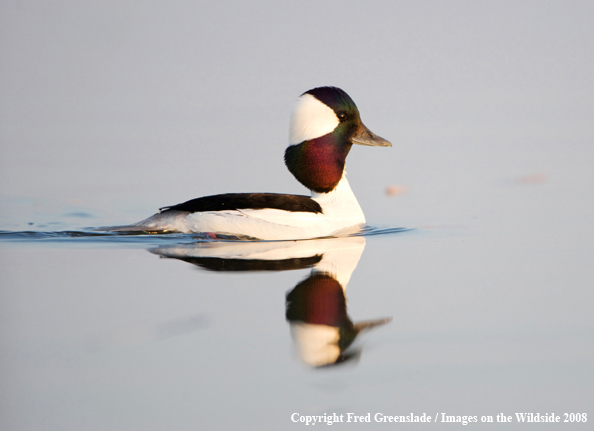 Bufflehead Duck