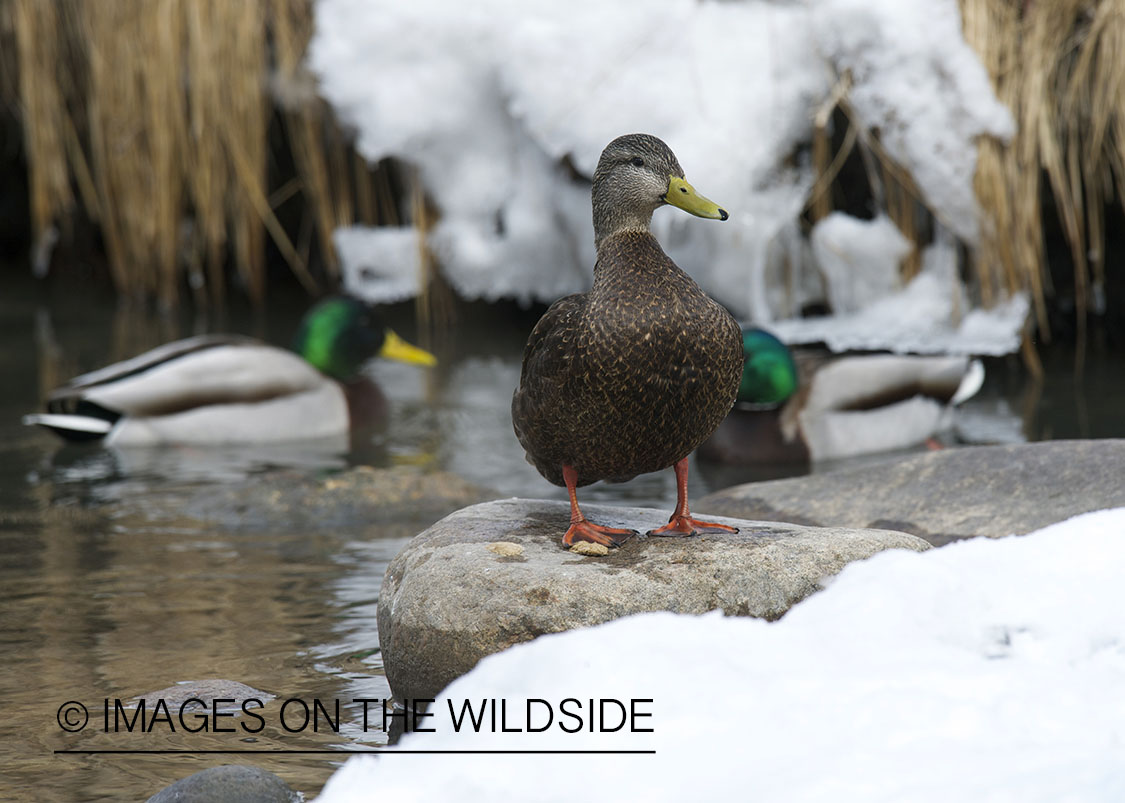 Black duck with mallard ducks.