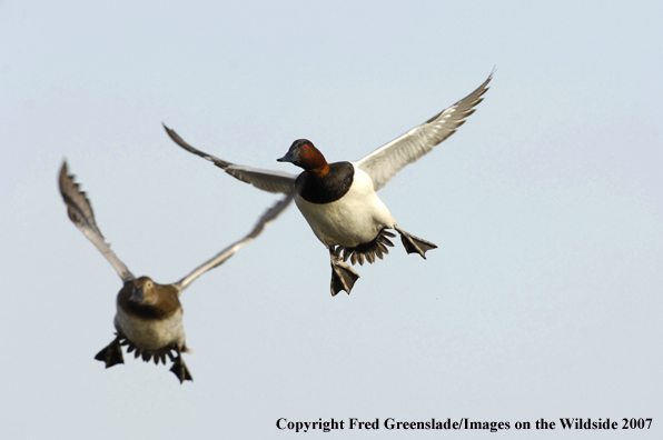 Canvasback ducks