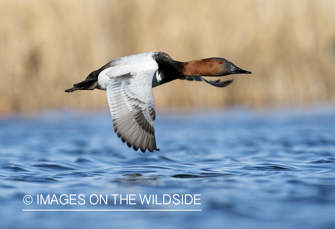 Canvasback in flight.