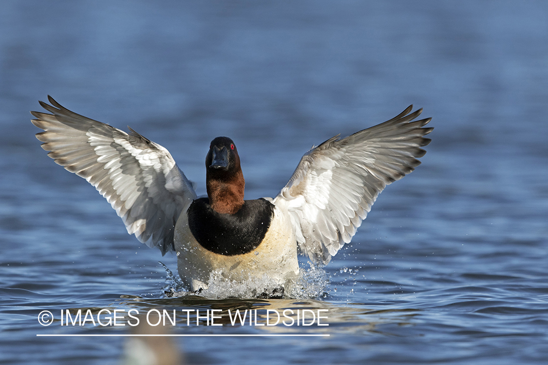 Canvasback drake in flight.