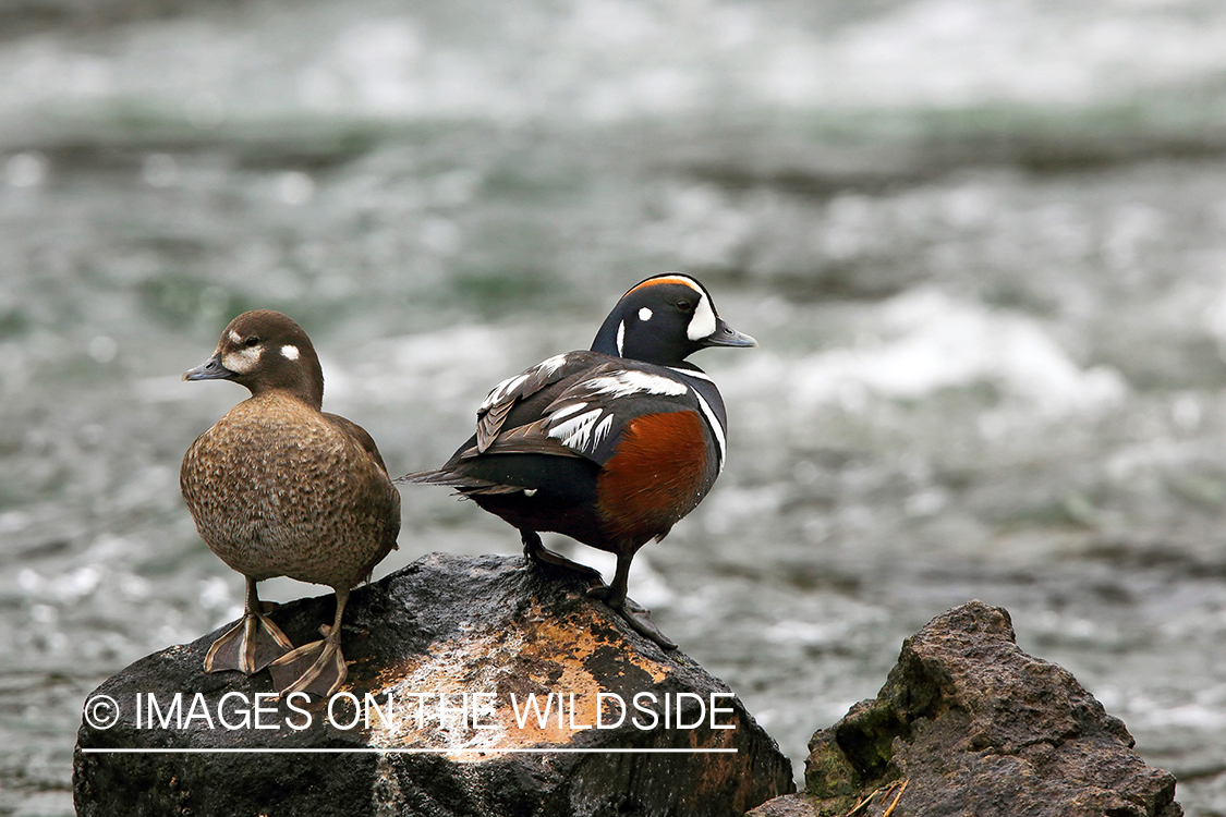 Harlequin ducks in breeding plumage.