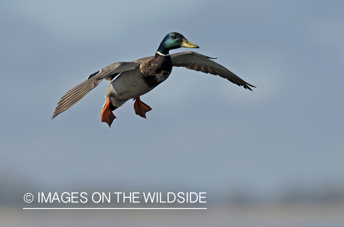 Mallard duck in flight.