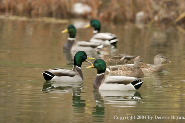 Mallards on pond.