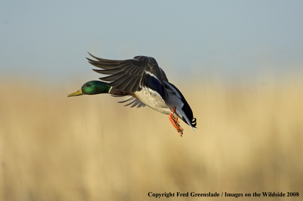 Mallard drake in flight