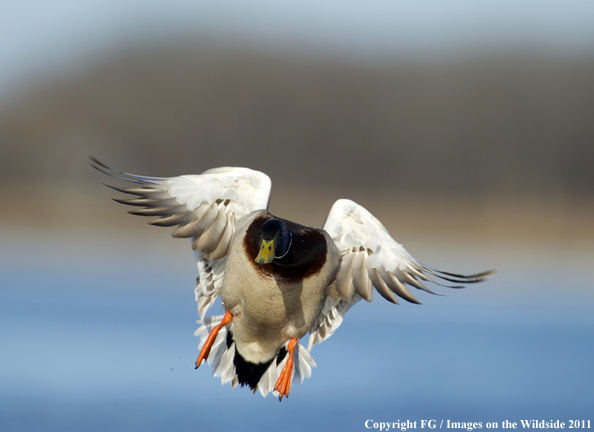 Mallard landing. 