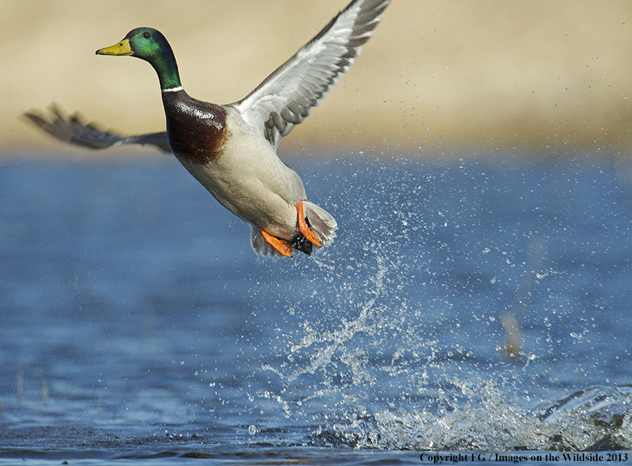 Mallard taking flight.