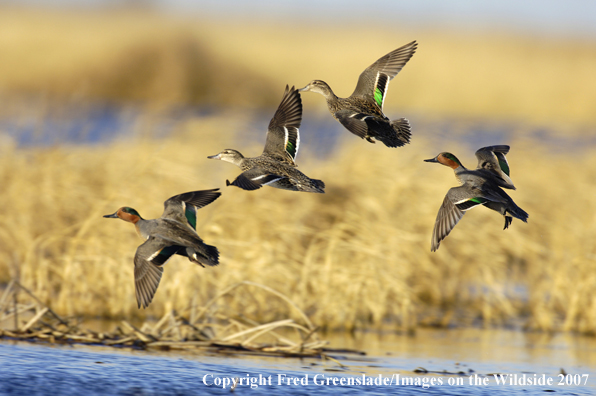 Green-winged teal ducks