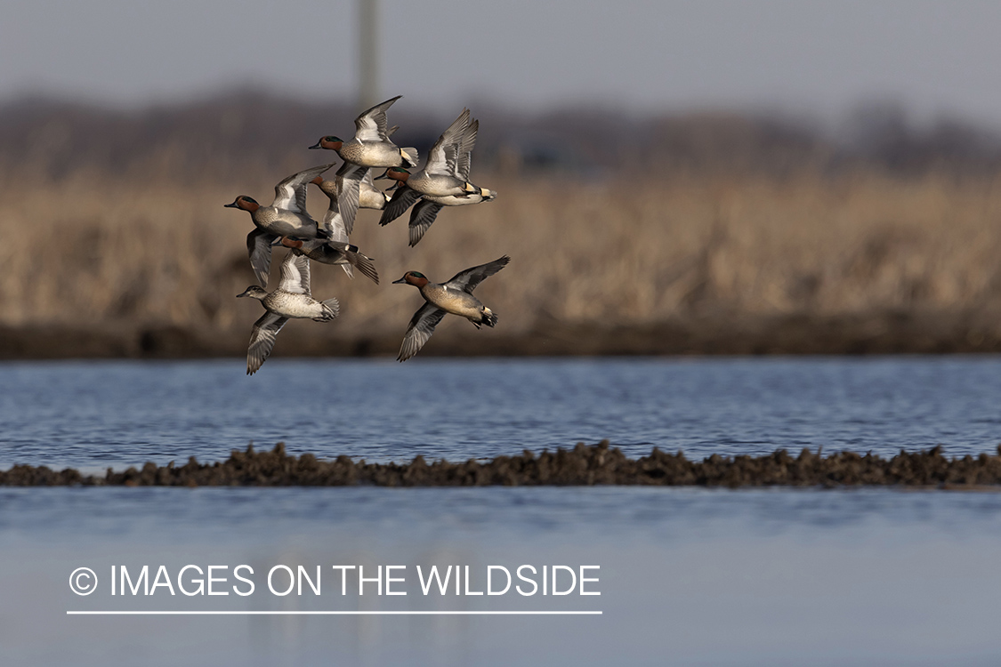 Green-winged Teal (whiffling) in flight.