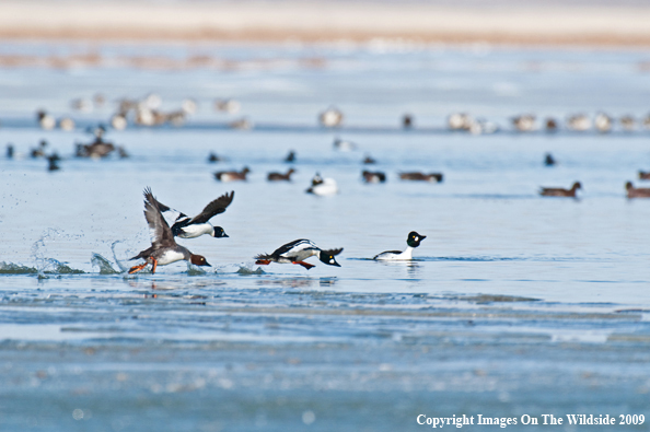 Common Goldeneye ducks taking off.