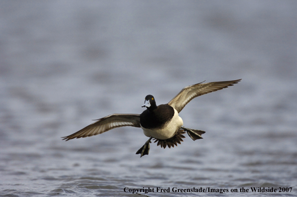 Lesser Scaup duck