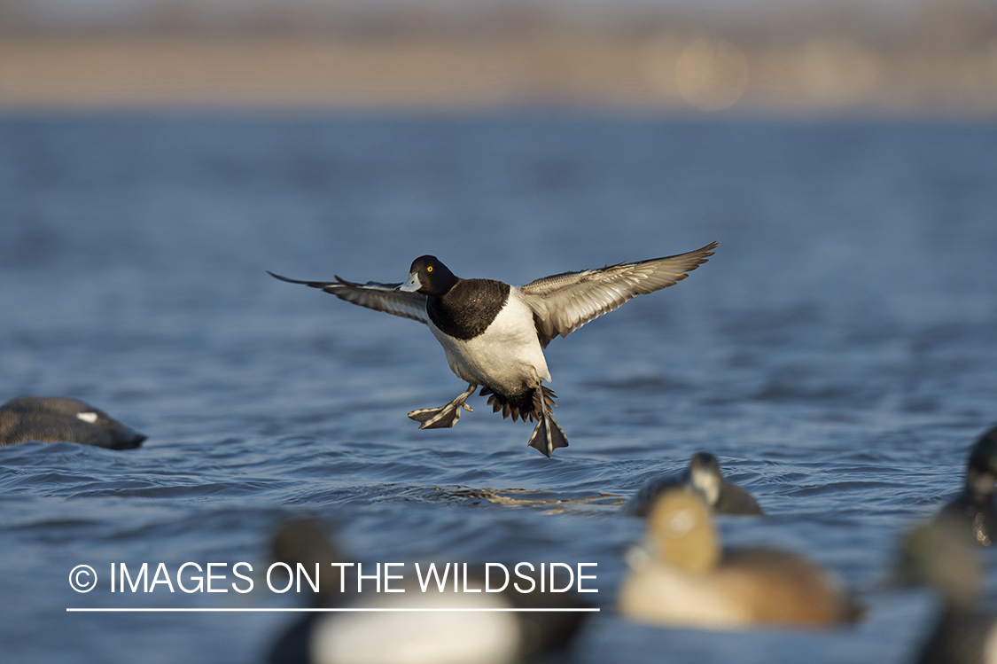 Lesser Scaup in flight.