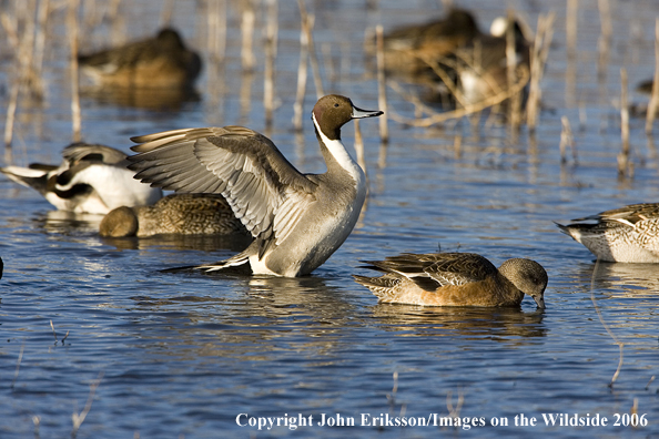 Pintail ducks in habitat.