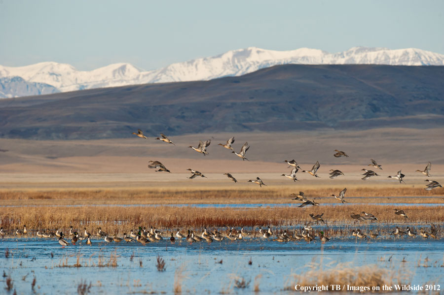 Pintail Ducks in wetland.