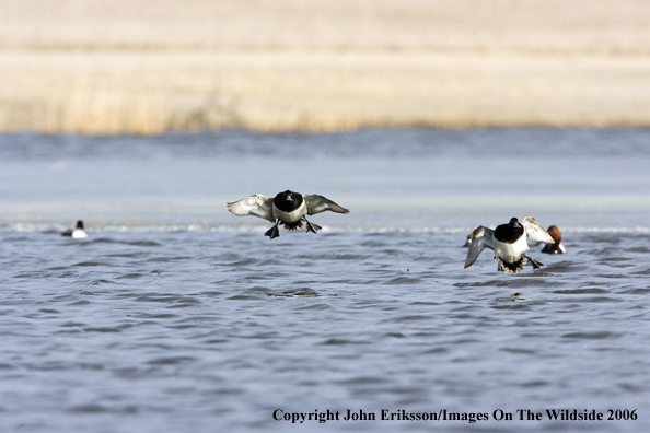 Greater scaup ducks in habitat.