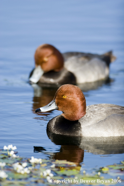 Redhead ducks.