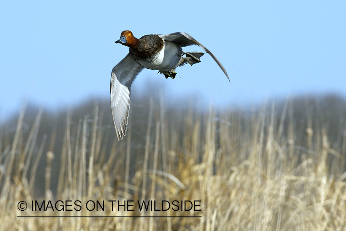 Redhead duck in flight. 