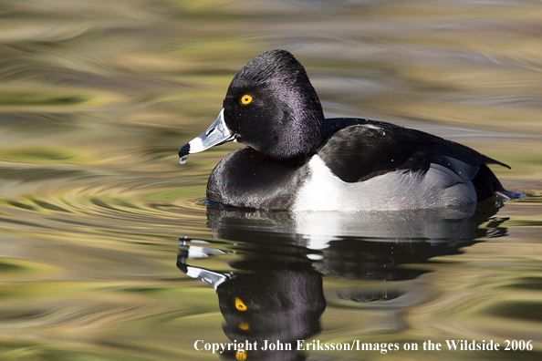 Ring-necked drake in habitat.