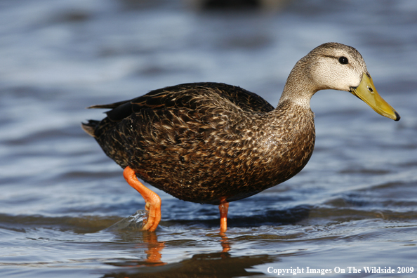 Mottled Duck