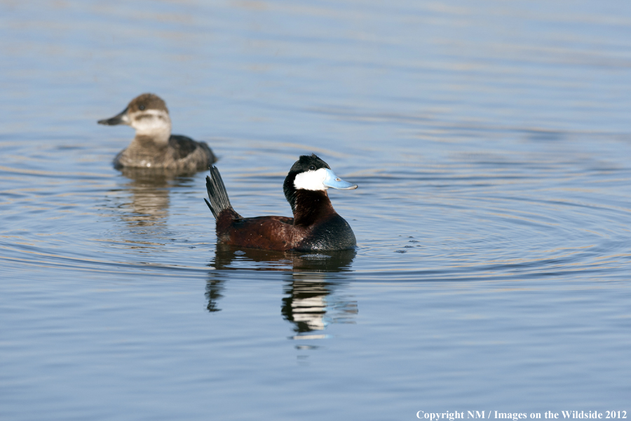 Ruddy ducks on water. 