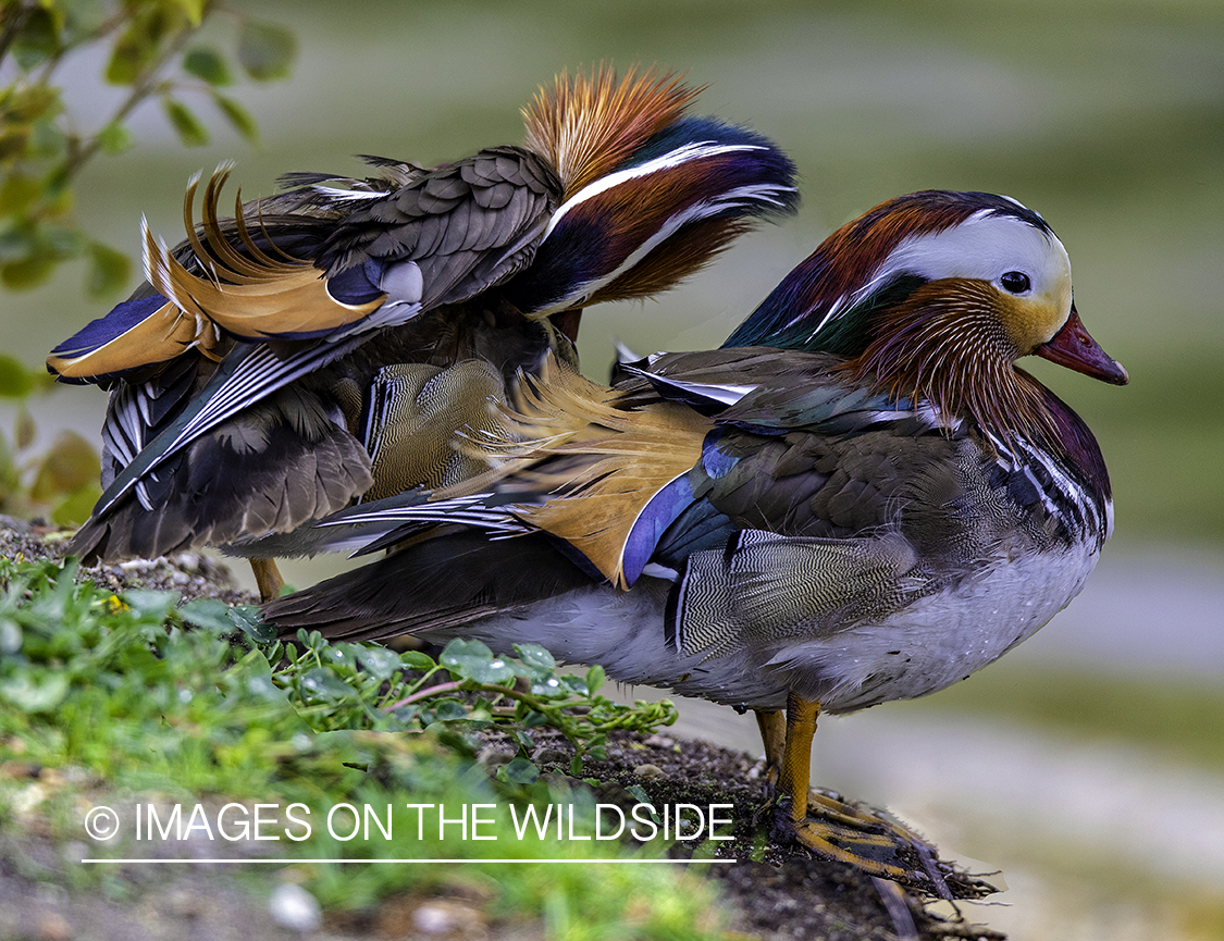 Mandarin in habitat.