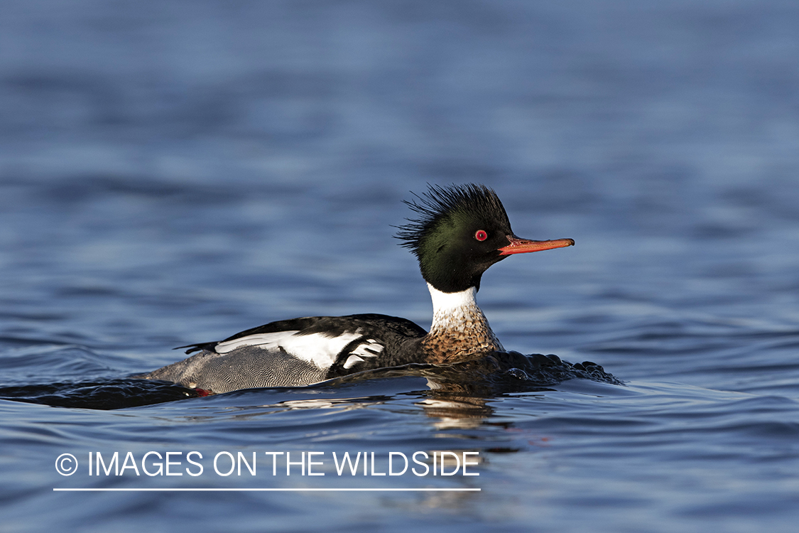 Red-breasted Merganser on water.