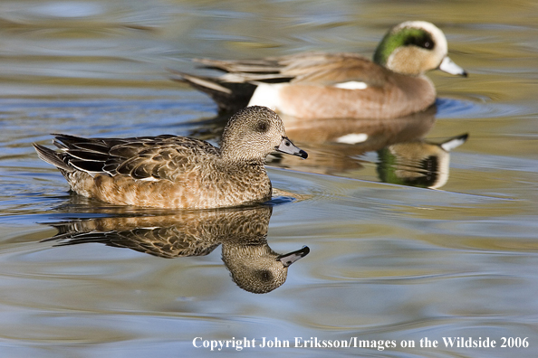 Wigeon pair in habitat.