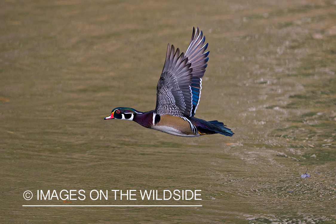 Wood duck in flight.