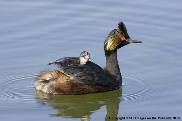 Eared Grebe