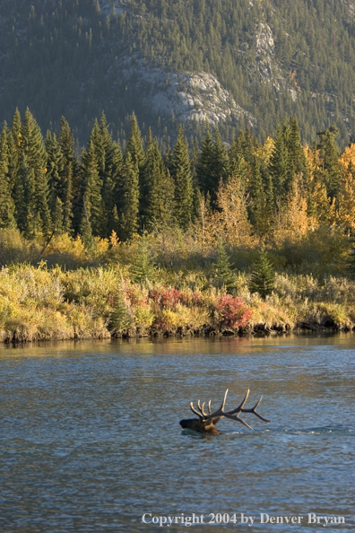 Rocky Mountain bull elk crossing stream.