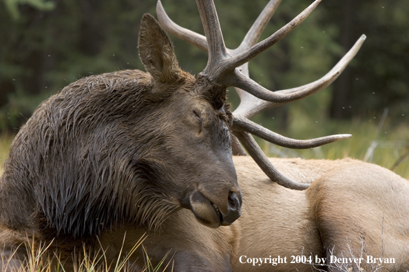 Rocky Mountain bull elk bedded (sleeping).